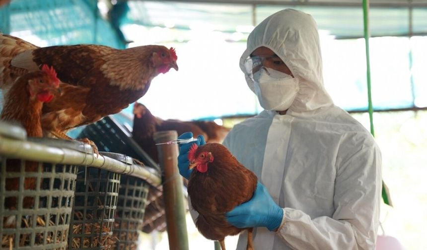 Kuş Gribi Riski Tırmandı!