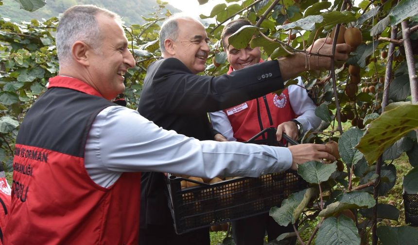 Gülyalı’da Kivi Hasadı Heyecanı!