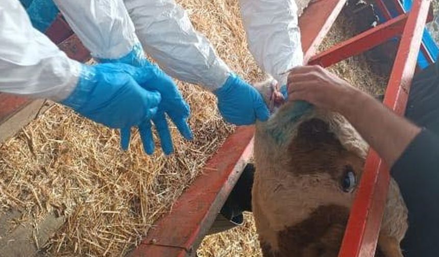 Şap Hastalığına Karşı Yoğun Mücadele!