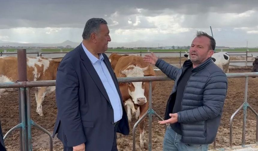 Hayvancılıkta Maliyet Baskısı ve İthalat Çıkmazı!