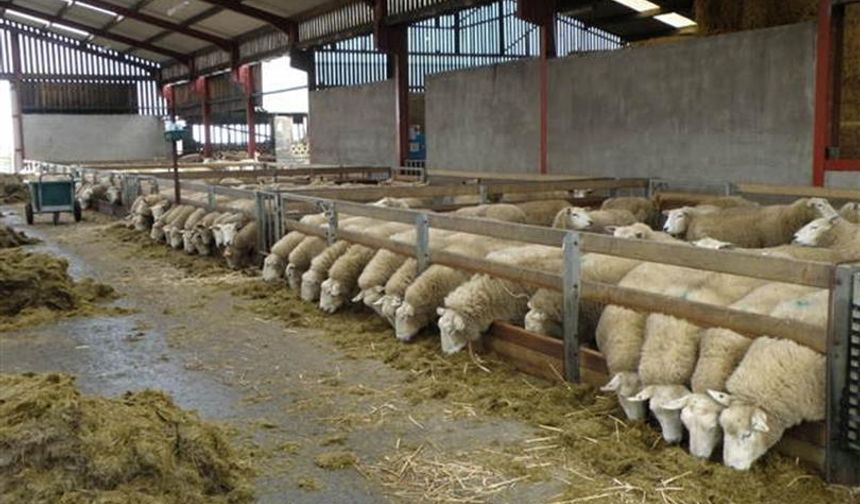 Buğday İle Koyun Gerisi Zor Oyun!