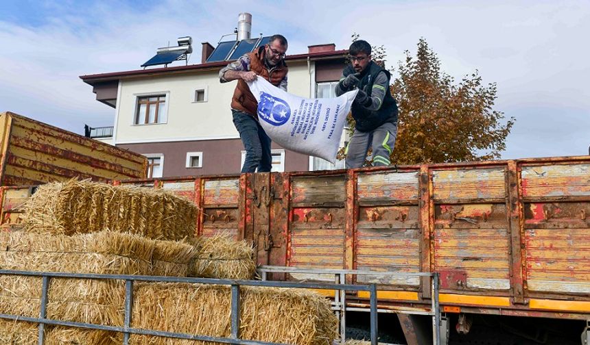 Büyükşehirden Manda Üreticisine Yem Desteği!