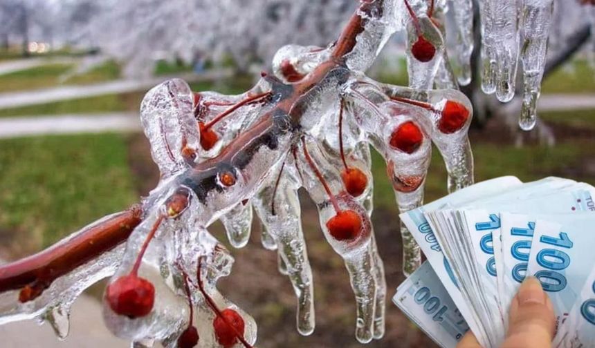 Don Mağduru Üreticiye 221 Milyon TL Destek!