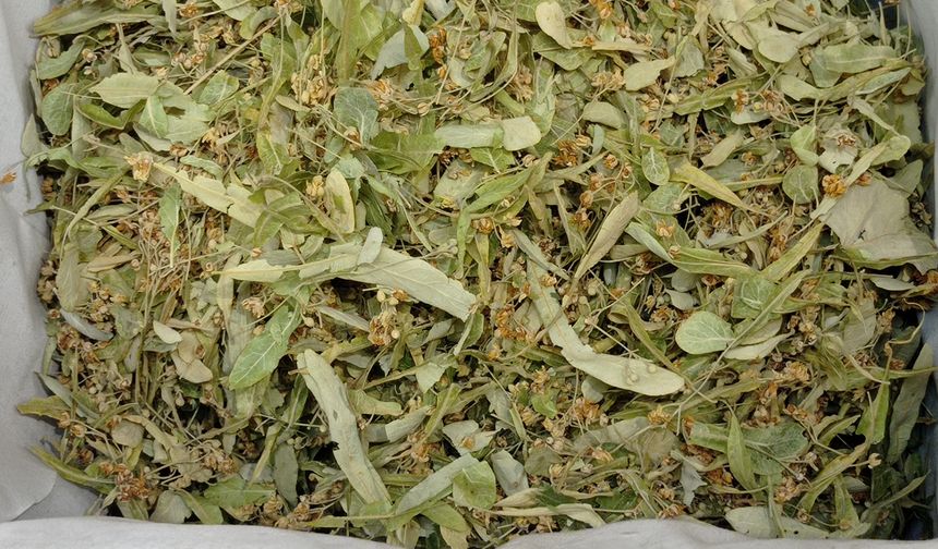 Kış Aylarının Şifa Kaynağı Ihlamur!