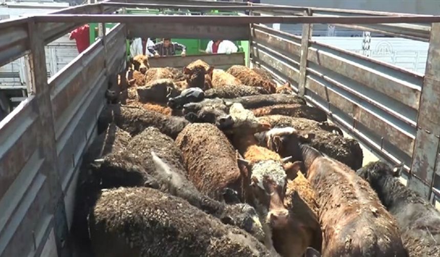 Bakanlıktan Hayvan İthalatında Yeni Tarih!