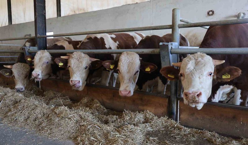 TZOB Başkanı: Şap Hastalığı Üretimi Sarsıyor!