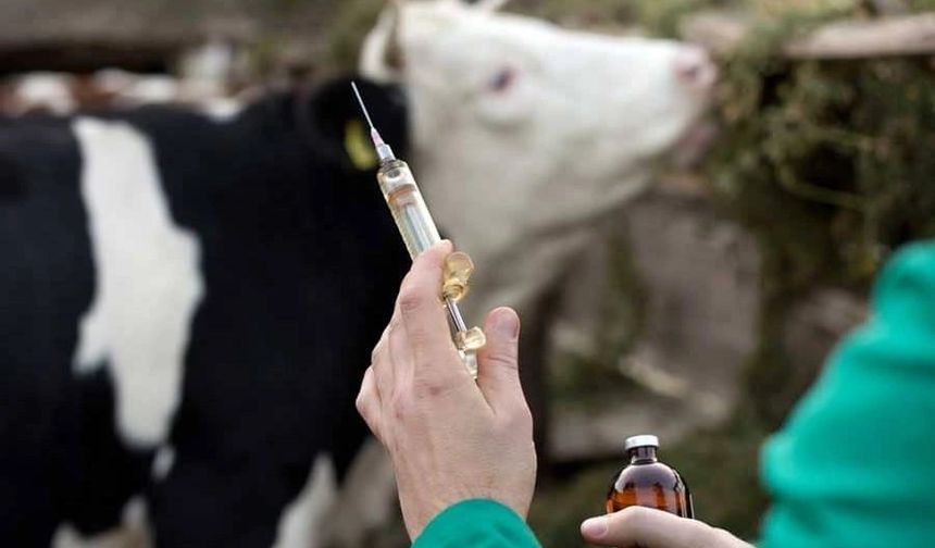 Aksaray’da 9 Köyde Şap Karantinası!