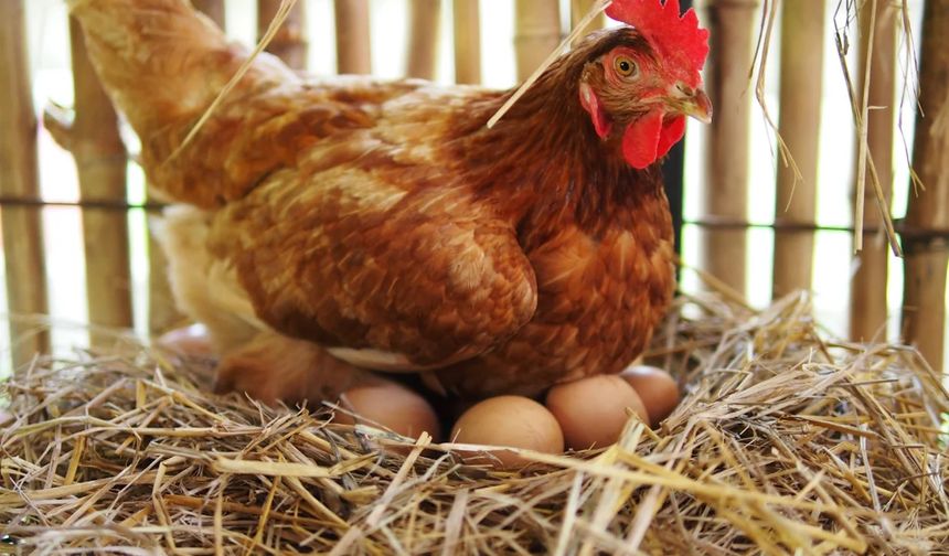 TÜİK Kasım Raporu: Kesim Arttı, Yumurta Azaldı