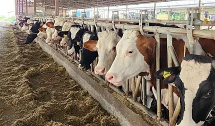 Bilecik’te Şap Alarmı! Pazaryeri Karantinada