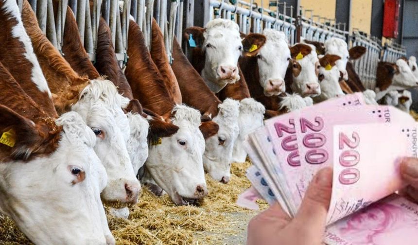 226 Milyon TL’lik Tarımsal Destekleme Ödemeleri Hesaplara Aktarılıyor!