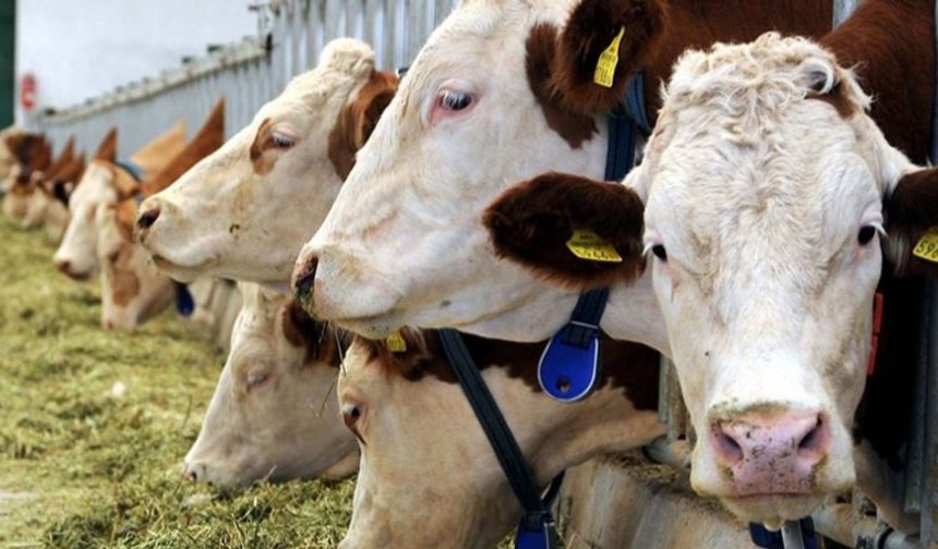 HAYGEM’den 2026 İthalat Takvimi: Başvurular 26 Ocak’ta