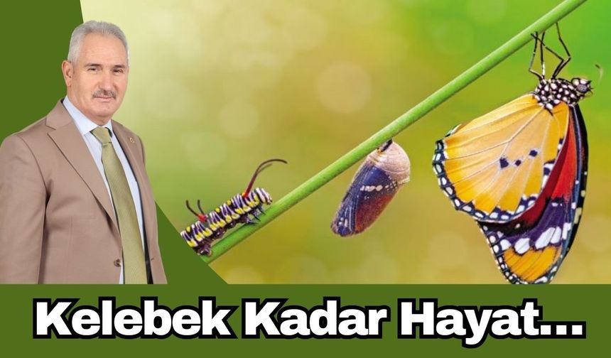 Kelebek Kadar Hayat…