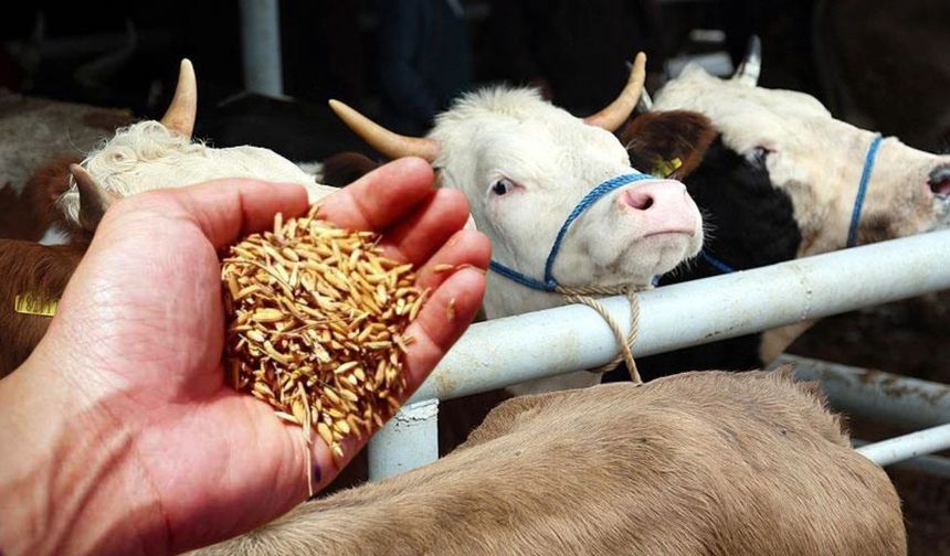 Yem Fiyatlarına TMO Freni mi Geliyor?