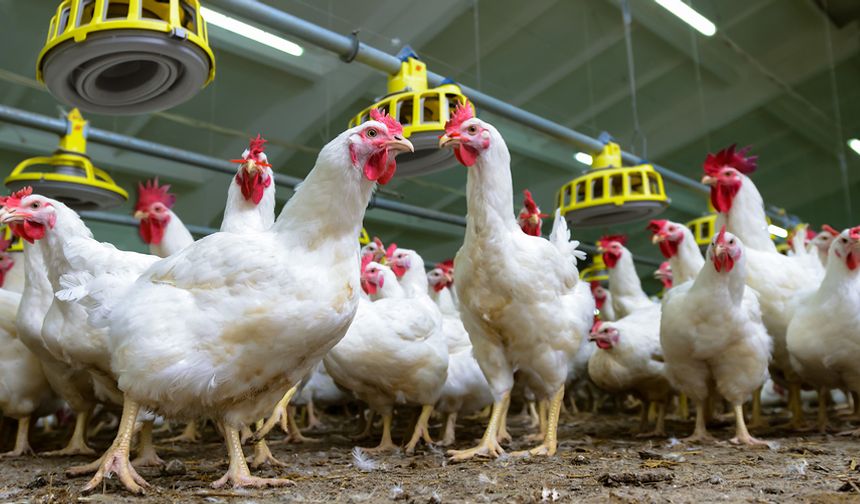 Kanatlı Sektöründe Yeni Dönem!