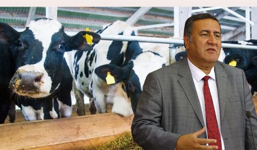Gürer: Ahırda Sorun Çözülmeden İthalat Bitmez