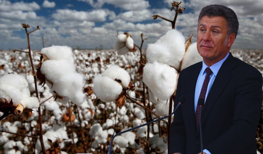 Pamuk Üretimi Geriliyor, Türkiye İthalata Bağımlı Hale Geliyor!