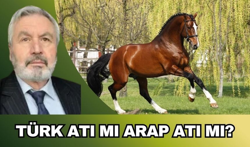 TÜRK ATI MI ARAP ATI MI?