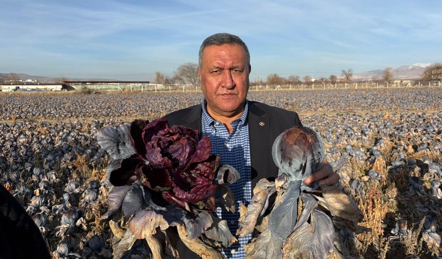 Kara Lahana Tarlada Kaldı, Market Fiyatı Uçtu!
