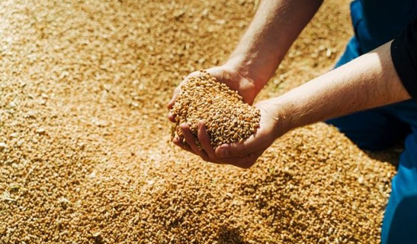 TMO, 255 Bin Ton Yemlik Arpa İthalatı İçin İhaleye Çıkıyor!