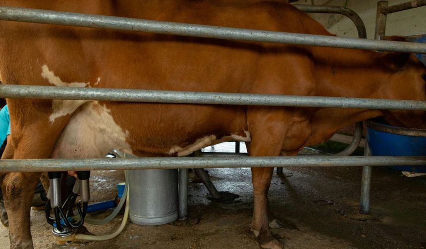 Süt Sağımında Hijyen Kaliteli ve Güvenli Sütün İlk Şartı!