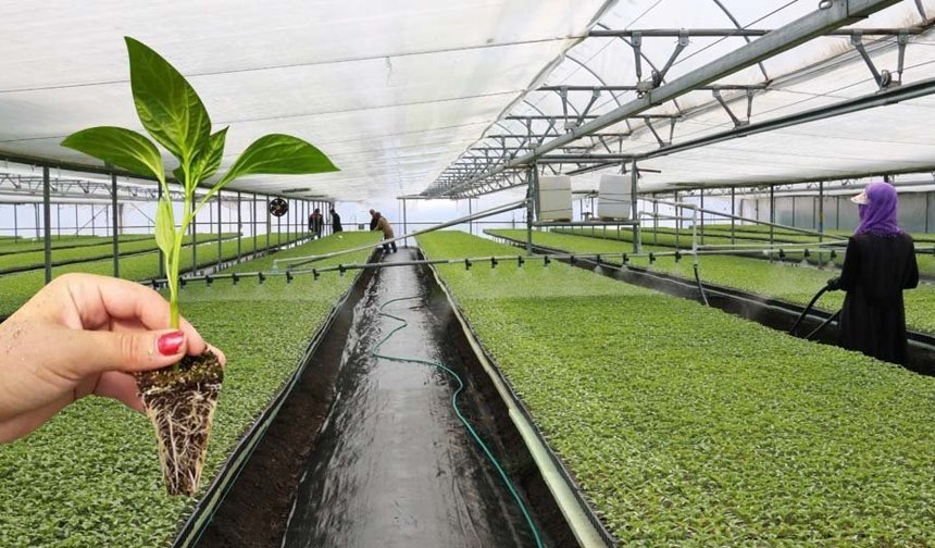 Fidede Hastalık Nasıl Anlaşılır?