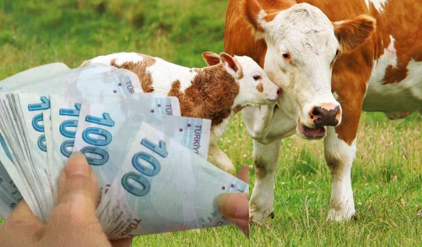 3,7 Milyar TL’lik Tarımsal Destekleme Ödemeleri Hesaplara Aktarılıyor!