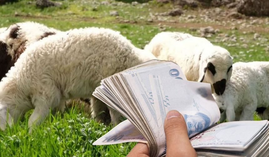 5,4 Milyar TL’lik Tarımsal Destekleme Ödemeleri Hesaplara Aktarılıyor!