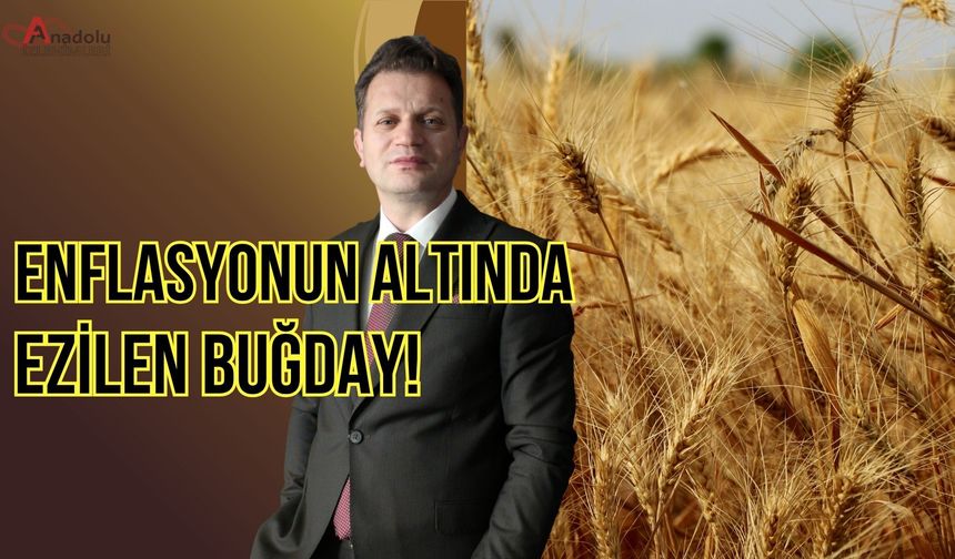 Enflasyonun Altında Ezilen Buğday!