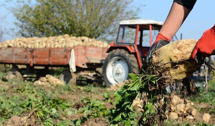 991 Milyon Liralık Pancar Ödemesi Üreticilerin Hesaplarına Aktarılıyor!