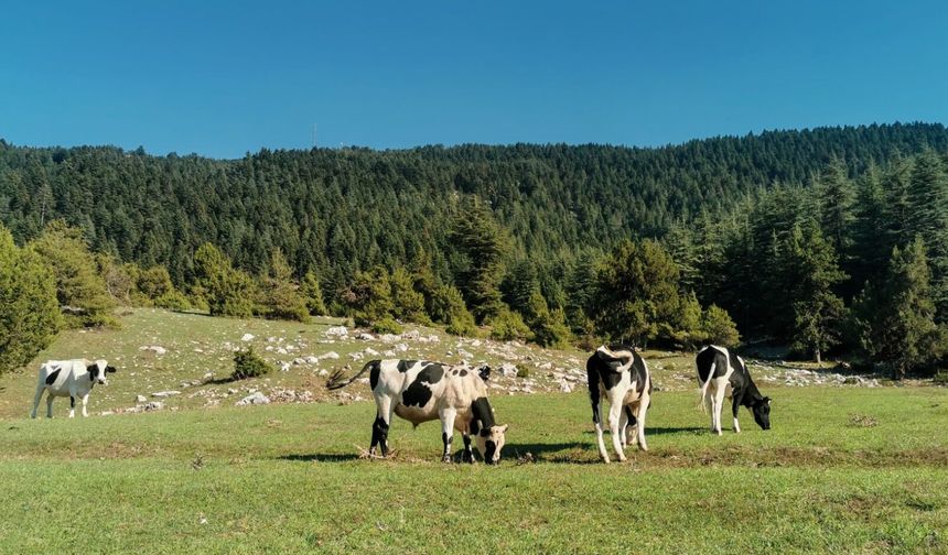 TİGEM’den Damızlık Hayvan Satışı: İhale Tarihleri Belli Oldu!